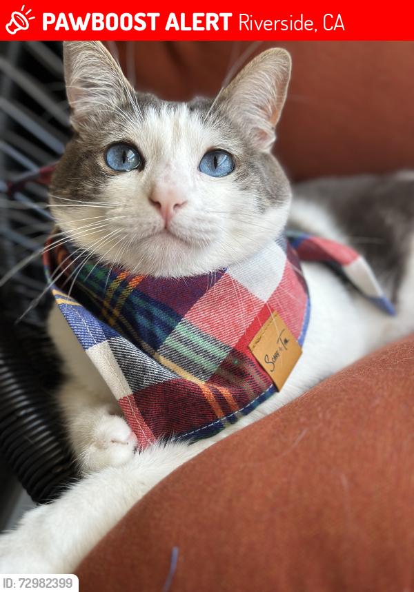 Lost Male Cat last seen Sycamore Canyon Rd and Quail Run Rd, Riverside, CA 92507