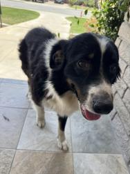 Found/Stray Female Dog last seen Coffe & Olive , Fruitvale, CA 93308