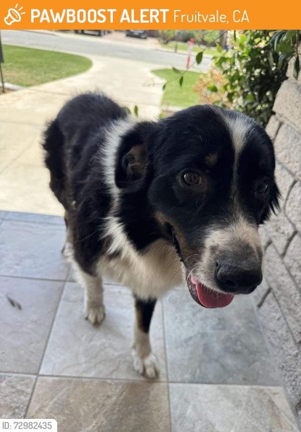 Found/Stray Female Dog last seen Coffe & Olive , Fruitvale, CA 93308