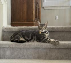 Lost Male Cat last seen Calle Del Oso Ora, Murrieta, CA 92562