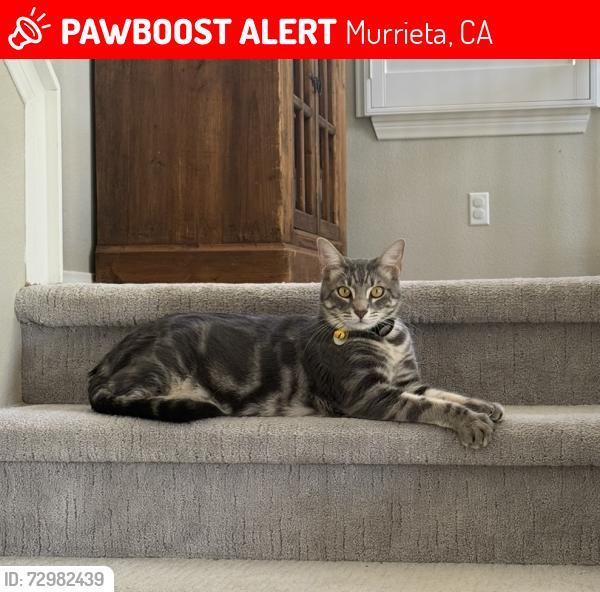 Lost Male Cat last seen Calle Del Oso Ora, Murrieta, CA 92562