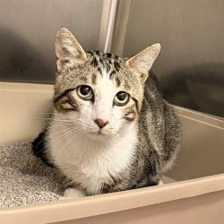 Shelter Stray Unknown Cat last seen TOSCANY/MONTELEGRO, 6443 Oak Canyon, Irvine, CA 92618, USA
