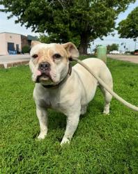 Shelter Stray Female Dog last seen GLENECHORT, 10521 Baur Blvd, Olivette, MO 63132, USA