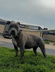 Shelter Stray Female Dog last seen GLENECHORT, 10521 Baur Blvd, Olivette, MO 63132, USA