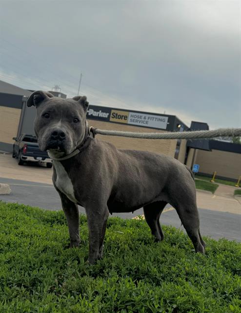 Shelter Stray Female Dog last seen GLENECHORT, 10521 Baur Blvd, Olivette, MO 63132, USA