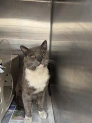 Shelter Stray Male Cat last seen , 3201 Lacy St, Los Angeles, CA 90031, USA