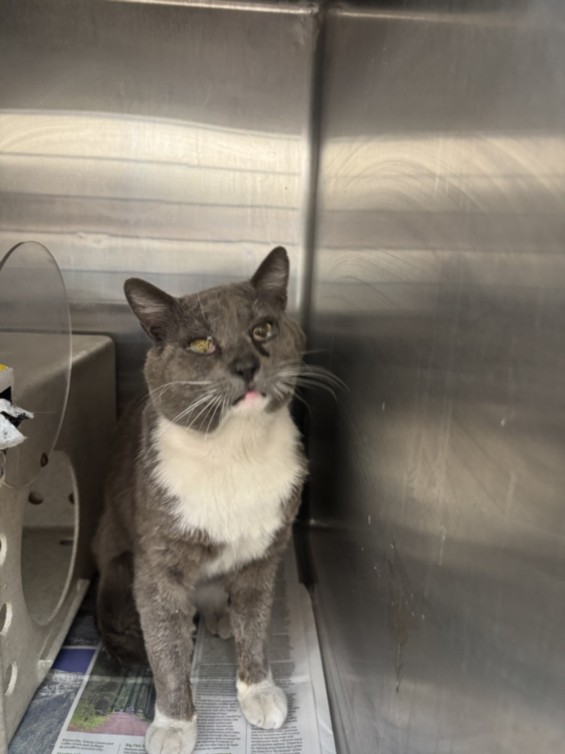 Shelter Stray Male Cat last seen , 3201 Lacy St, Los Angeles, CA 90031, USA