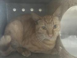 Shelter Stray Male Cat last seen Near BLOCK N PERRIS BLVD, PERRIS, CA, 227 N D St, Perris, CA 92570, USA