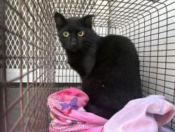 Shelter Stray Male Cat last seen Near BLOCK S F ST #106, 227 N D St, Perris, CA 92570, USA