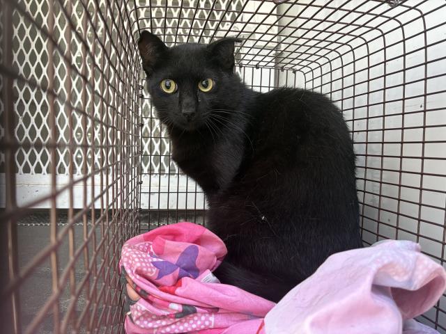 Shelter Stray Male Cat last seen Near BLOCK S F ST #106, 227 N D St, Perris, CA 92570, USA