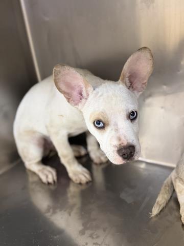Shelter Stray Male Dog last seen FREEMONT ST X CENTRAL ST RIVERSIDE, CA, 6851 Van Buren Boulevard, Jurupa Valley, CA 92509, USA