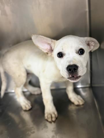 Shelter Stray Male Dog last seen FREEMONT ST X CENTRAL ST RIVERSIDE, CA, 6851 Van Buren Boulevard, Jurupa Valley, CA 92509, USA