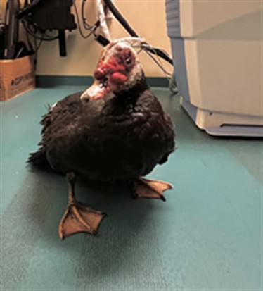 Shelter Stray Unknown Bird last seen Near BLOCK SAMUEL DR, LAKE ELSINORE, CA, San Jacinto, CA 92582, USA
