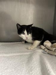 Shelter Stray Male Cat last seen 18TH AVE & 78TH ST, 2127 Front St, Sacramento, CA 95818, USA
