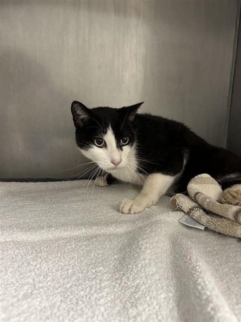 Shelter Stray Male Cat last seen 18TH AVE & 78TH ST, 2127 Front St, Sacramento, CA 95818, USA