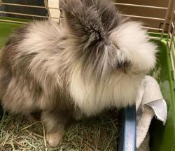 Shelter Stray Male Other last seen Near BLOCK S 6780, 4522 W 3500 S, West Valley City, UT 84120, USA