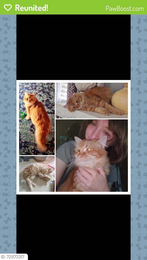 Reunited Male Cat last seen 122nd & Holmes rd Kcmo 64145, Kansas City, MO 64146