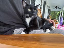 Reunited Unknown Cat last seen Brown Road, Carthage, NC 28327