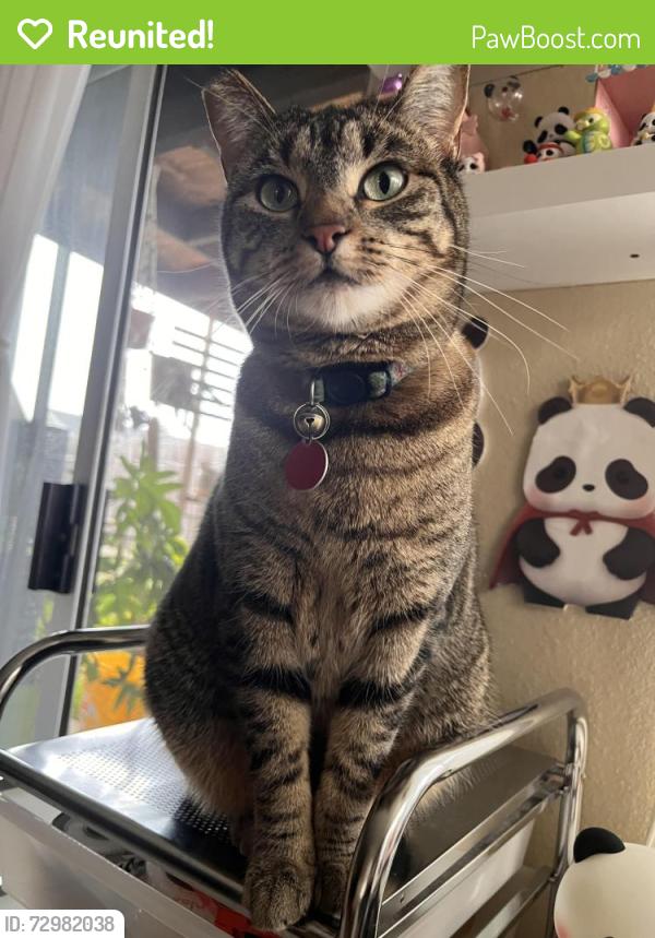 Reunited Female Cat last seen Alsacia St, Briarwood Rd, San Diego, CA 92139
