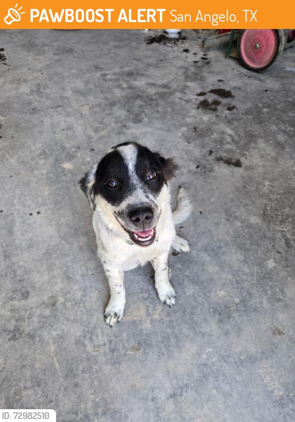 Found/Stray Unknown Dog last seen Down from Pepe's diner, San Angelo, TX 76905