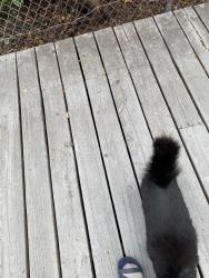 Found/Stray Female Cat last seen 74th & Tacoma Ave south , Tacoma, WA 98408