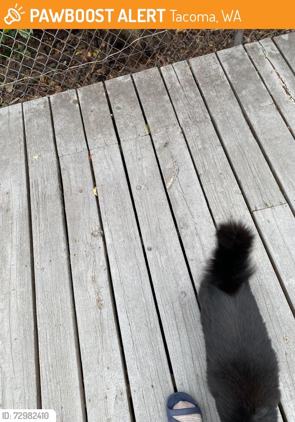 Found/Stray Female Cat last seen 74th & Tacoma Ave south , Tacoma, WA 98408