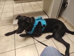 Reunited Male Dog last seen Tanner Point Dr, New Market, AL 35761