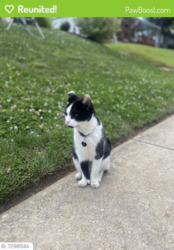 Reunited Male Cat last seen President and Waverly , Rutledge, PA 19070