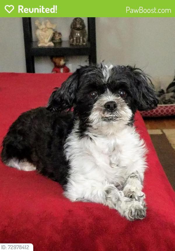 Reunited Female Dog last seen Glenbrook Blvd and Kapel Drive, Euclid, OH 44117