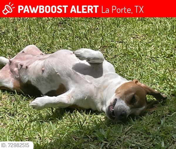 Lost Female Dog last seen 7-11 store, La Porte, TX 77571