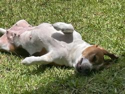 Lost Female Dog last seen 7-11 store, La Porte, TX 77571