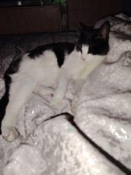 Lost Male Cat last seen near armitage school , West Gorton, England M12
