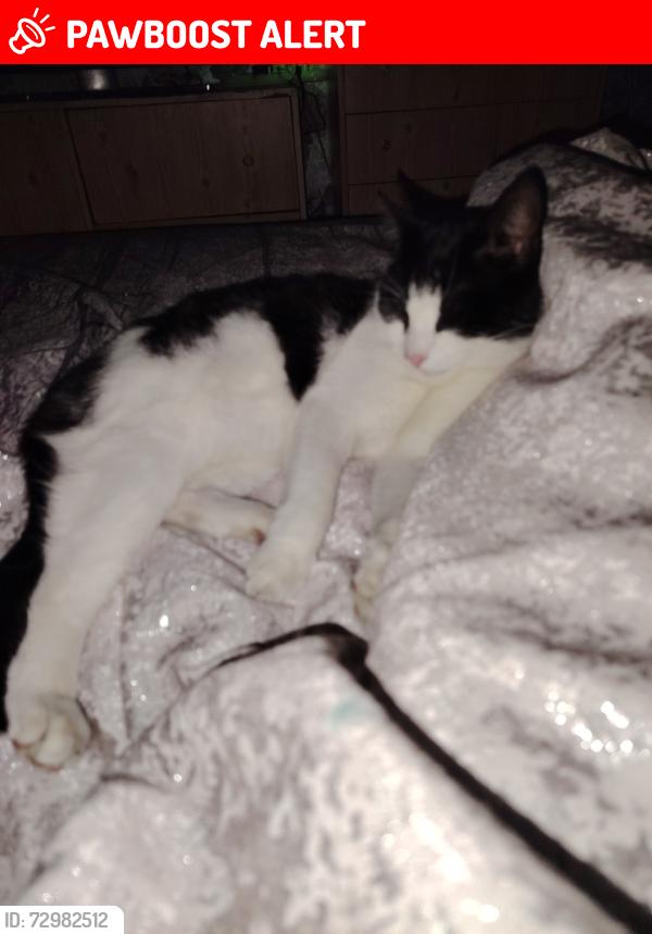 Lost Male Cat last seen near armitage school , West Gorton, England M12