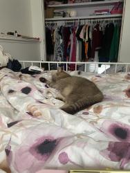 Reunited Male Cat last seen Home, Edmonton, AB T6L 4Z7