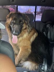 Reunited Male Dog last seen Thousand Oaks, San Antonio, TX 78232