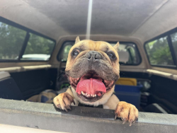 Reunited Male Dog last seen Barancass Mandalay , Pensacola, FL 32507