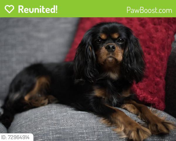 Reunited Male Dog last seen Euphrates, Egyptian, Delta, Pharaoh Dr, Corpus Christi, TX 78412