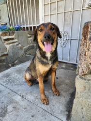 Found/Stray Female Dog last seen University and Cedar, Riverside, CA 92501