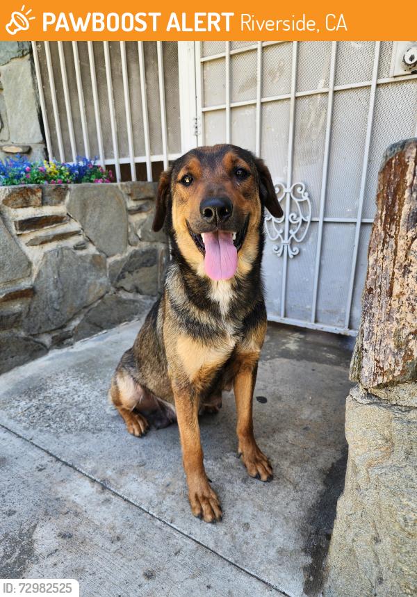 Found/Stray Female Dog last seen University and Cedar, Riverside, CA 92501