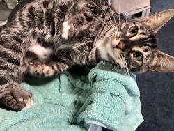 Reunited Female Cat last seen Court Place Burnsville Mn , Burnsville, MN 55337