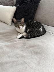 Lost Female Cat last seen Quaker race Day use Area Gifford Pinchot State Park, Warrington Township, PA 17339