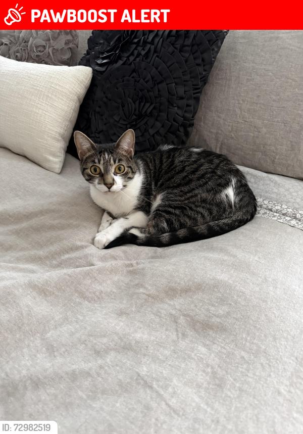 Lost Female Cat last seen Quaker race Day use Area Gifford Pinchot State Park, Warrington Township, PA 17339