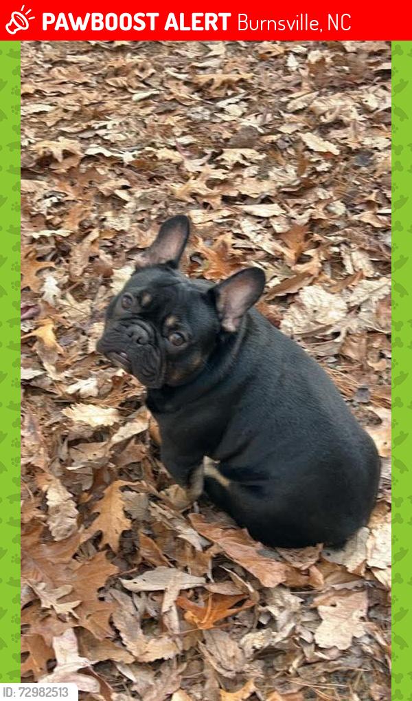 Lost Male Dog last seen Cattail community in Burnsville NC , Burnsville, NC 28714