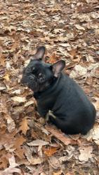 Lost Male Dog last seen Cattail community in Burnsville NC , Burnsville, NC 28714