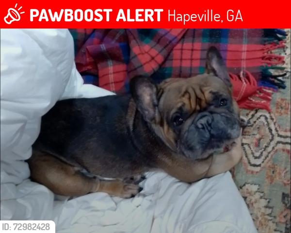 Lost Female Dog last seen Hope St and Lilly in Hapeville. , Hapeville, GA 30354