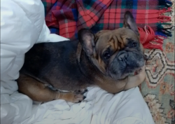 Lost Female Dog last seen Hope St and Lilly in Hapeville. , Hapeville, GA 30354