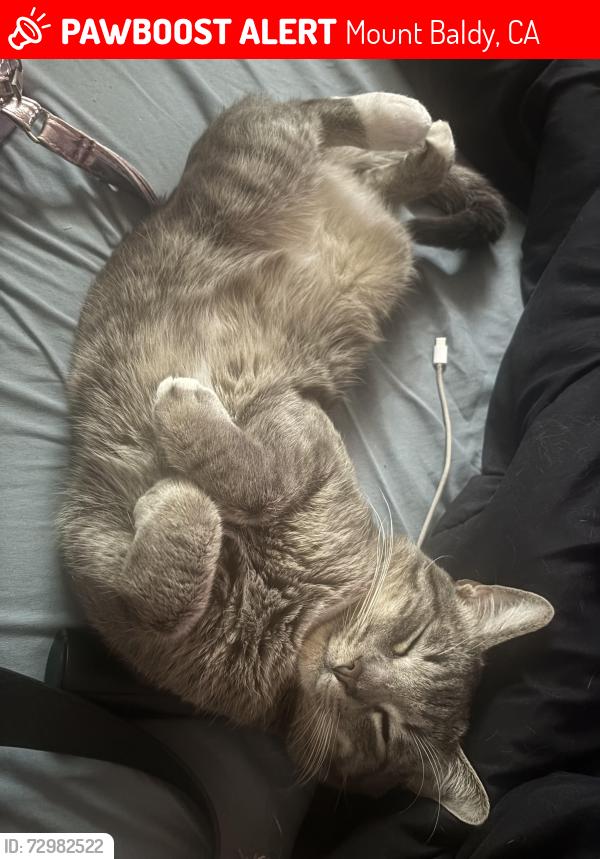 Lost Male Cat last seen My baldy lodge , Mount Baldy, CA 91759