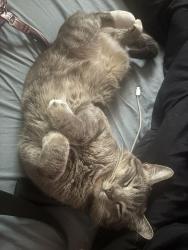 Lost Male Cat last seen My baldy lodge , Mount Baldy, CA 91759