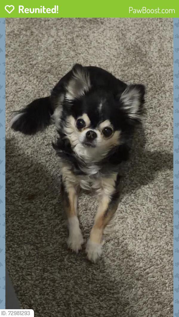 Reunited Female Dog last seen W 250 N across from the Maverik, Winegar's, Paice, and Golden Ginger intersection., Clearfield, UT 84015