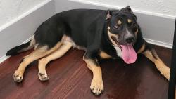 Reunited Female Dog last seen Near NW 39th Street, Oklahoma City, OK 73118